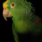 Yellow-crowned Parrot